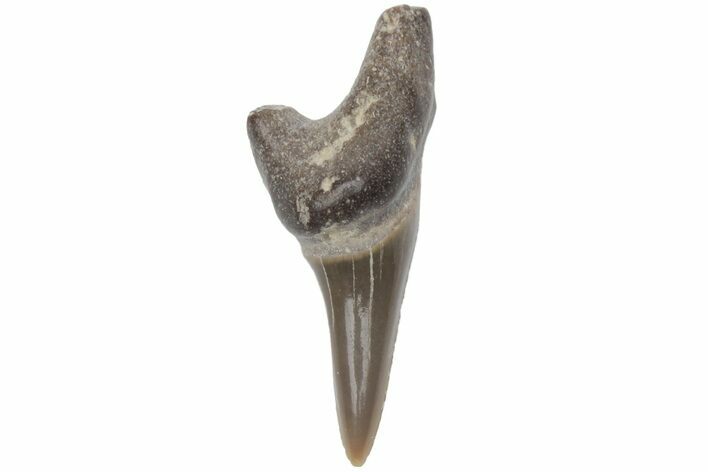 Fossil Ginsu Shark (Cretoxyrhina) Tooth - Kansas #219164